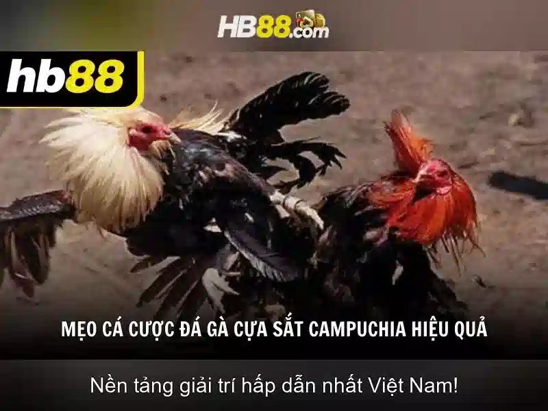 Điều Khoản Và Điều Kiện HB88