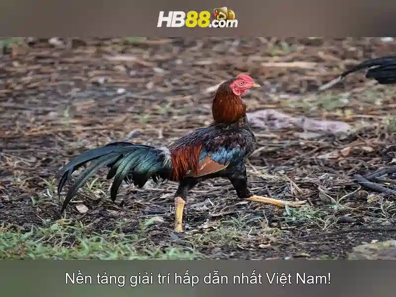 HB88 – Trang Chủ Độc Quyền 2026 ©